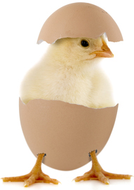 Kyckling i ägg